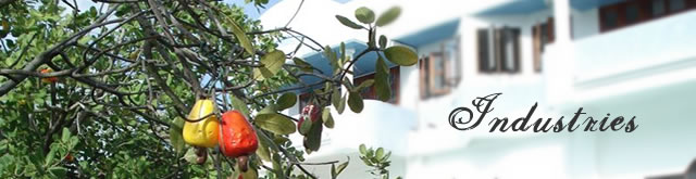 Cashew Industry